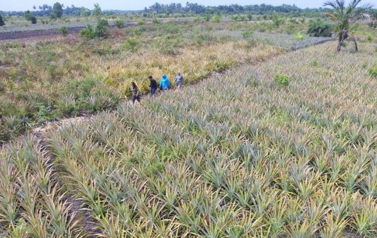 Hamparan tananam buah nanas pada area lahan gambut di Kabupaten Siak, Provinsi Riau. Dengan Program "Siak Hijau" inovasi untuk mengembangkan lahan gambut terus dilakukan oleh pemda setempat. FOTO: Antara