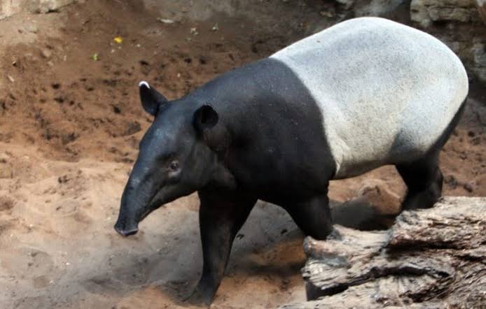 Ilustrasi tapir besar masuk permukiman penduduk di Pekanbaru (foto/int)