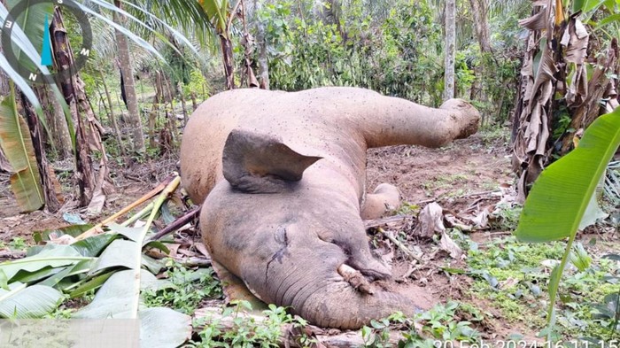 BKSDA sudah olah TKP dan cek bangkai gajah mati tersengat listrik di kawasan transmigrasi Panton Limeng, Aceh (foto/int)