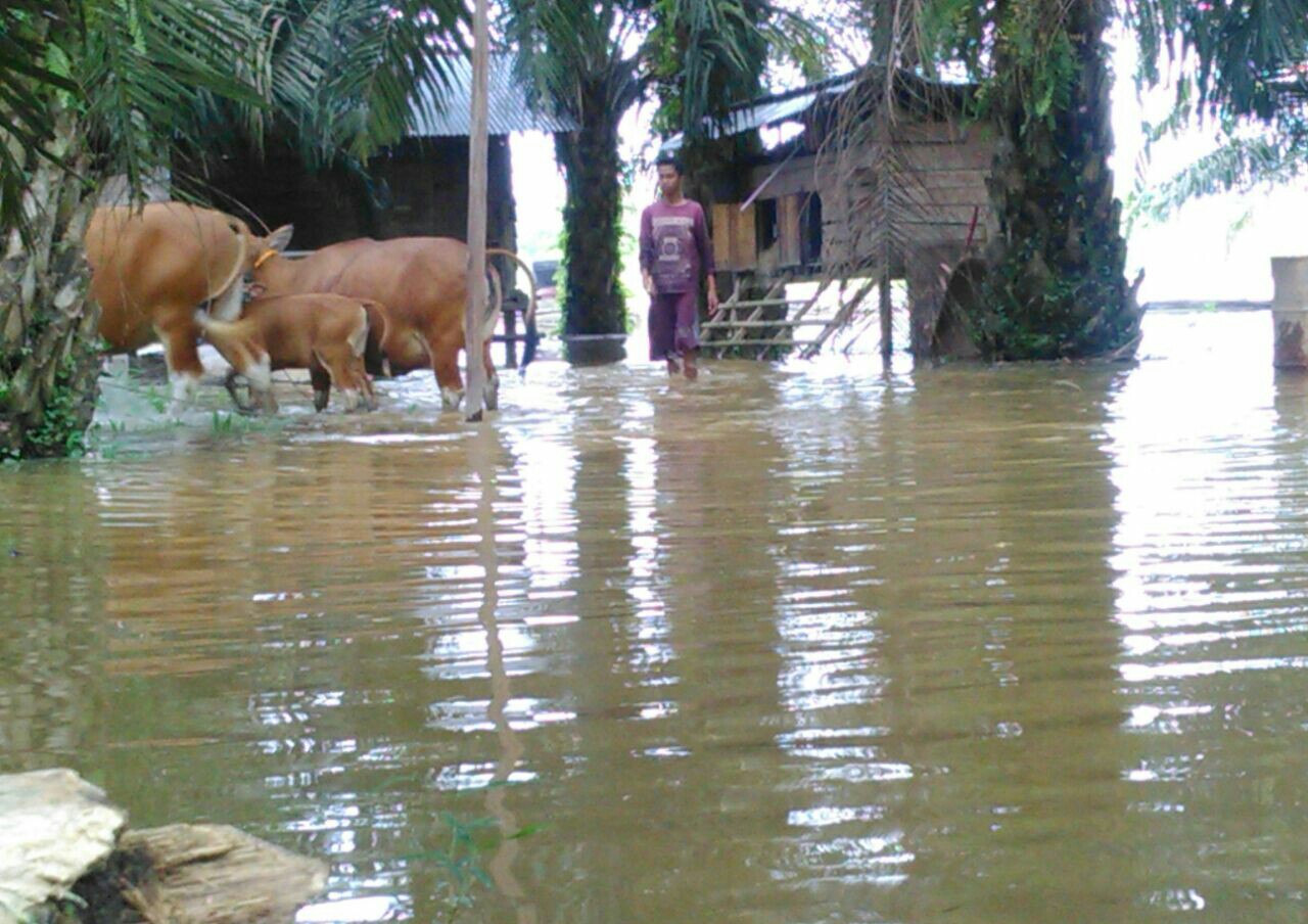 Kondisi banjir di Wilayah Kecamatan Siak Hulu.