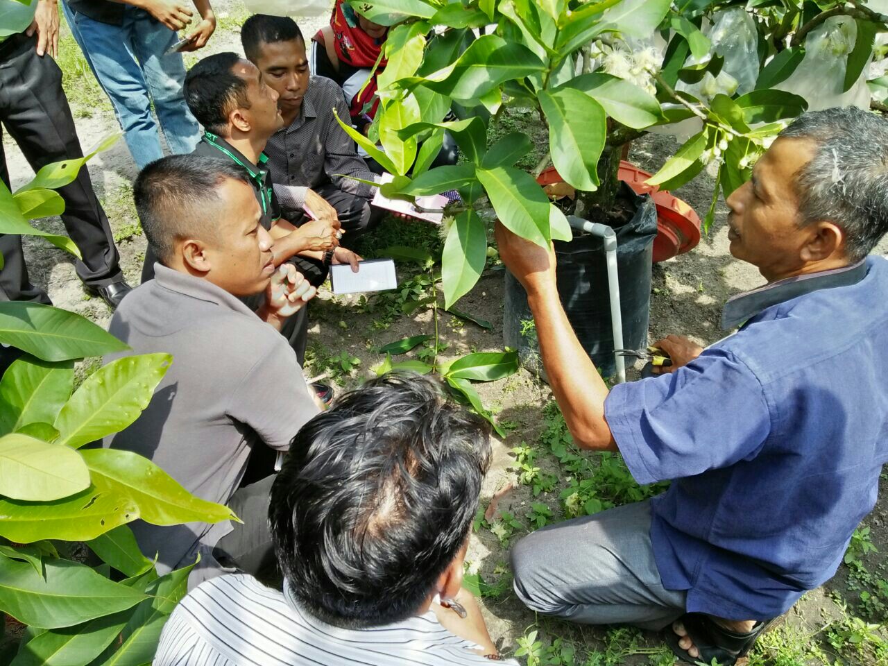Para petani dari 3 kabupaten yang mengikuti pelatihan ‘Sistem Pertanian Terpadu Budidaya Tanaman Buah’. Mereka dapat langsung belajar di tempat budidaya tanaman buah jambu yang berlokasi di Desa Kerinci Barat.