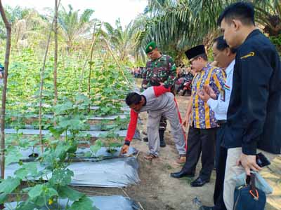Walikota Dumai Drs H Zulkifli AS MSi meninjau lahan pertanian kelompok tani Bukit Mekar binaan Pertamina RU II Dumai di Kelurahan Bukit Datuk Kecamatan Dumai Selatan baru-baru ini. 
