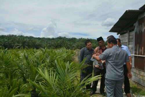 Komisi B DPRD Kuansing saat meninjau pembibitan kelapa sawit PT Udaya Lohjinawi.