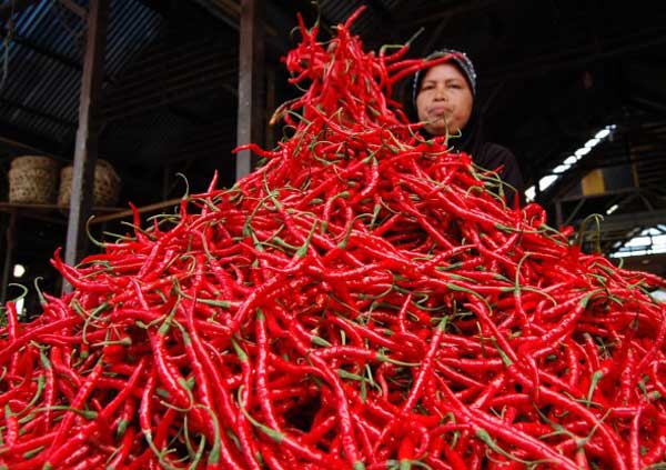 Harga cabai merah di Pekanbaru masih murah Rp40 ribu per kilogram (foto/int)