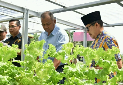 Walikota Dumai H Zulkifli AS didampingi  GM Pertamina RU II Nandang Kurnaedi meninjau budidaya tanaman sawi dan selada dengan sistem Hidroponik oleh kelompok tani binaan Pertamina. 