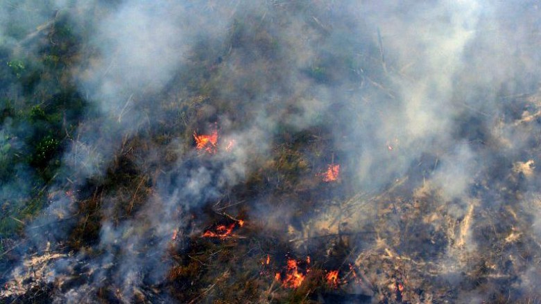 Ilustrasi kebakaran hutan di Riau