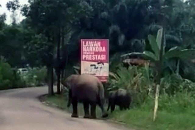 Seekor induk gajah sumatera yang diberinama Seruni terlihat bersama seekor anaknya di tepi jalan di Kecamatan Mandau, Kabupaten Bengkalis, Riau, Selasa (3/12). Foto: Antara