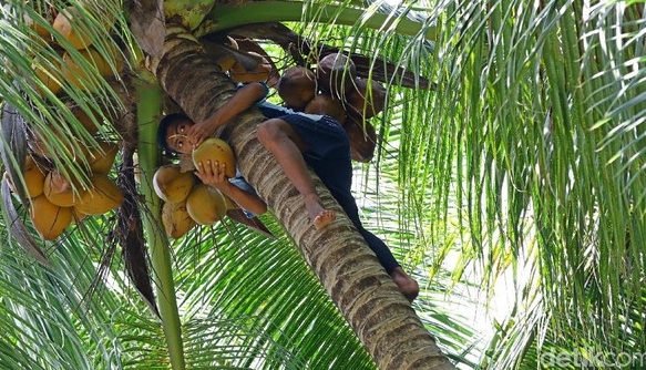 Memetik kelapa sembarangan di Miangas bakal diberi hukuman.