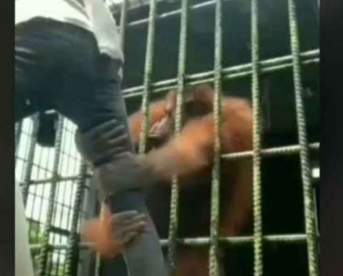 Seorang pengunjung Kebun Binatang Kasang Kulim ditarik oleh orangutan. 