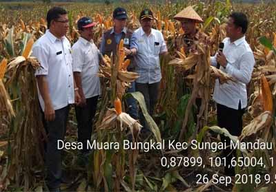 Petani Desa Muara Bungkal panen jagung.