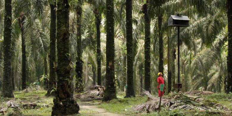 Karyawan memeriksa kandang burung hantu di kebun inti kelapa sawit milik Asian Agri di Kabupaten Siak, Provinsi Riau, beberapa waktu lalu. INT