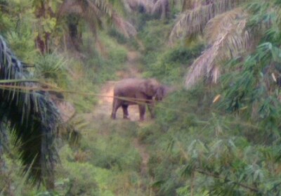 Gajah liar masuk ke kawasan perkebunan warga di kawasan perbatasan Pekanbaru.