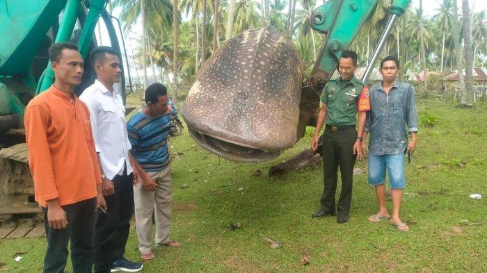 Hiu paus terdampar di Pantai Sungai Pampan, Pesisir Selatan dikuburkan dibantu alat berat (foto/ist)