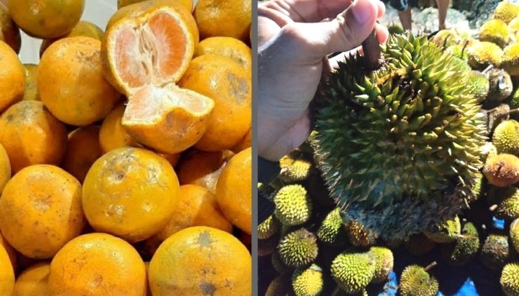 Provinsi Sumut dan Sumbar penghasil buah-buahan terbanyak di Pulau Sumatera (foto/int)