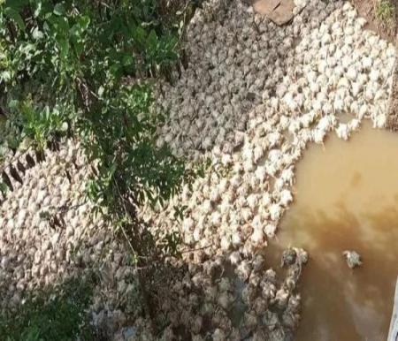 Ribuan bangkai ayam potong dibuang ke aliran sungai di Desa Sungai Pinang (foto/ist)