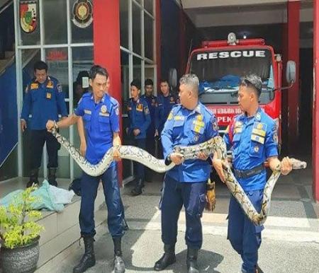 Ular piton besar ditangkap tim rescue pemadam kebakaran Kota Pekanbaru (foto/tribunpku)