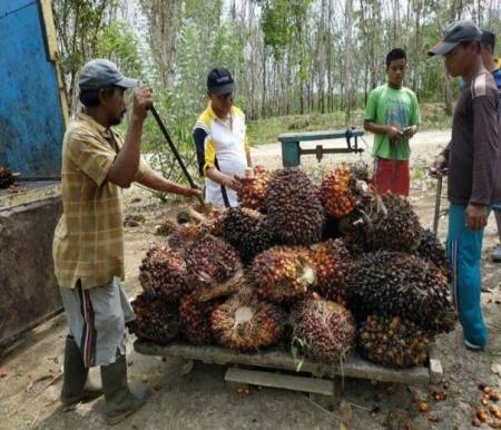 Ilustrasi harga TBS kelapa sawit kemitraan swadaya turun (foto/int)
