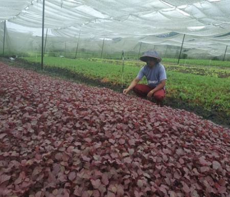 Arbain, petani sayur mayur di Pekanbaru sukses berkembang bersama BRI (foto/riki)