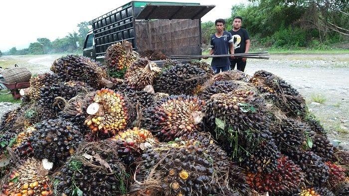 Ilustrasi sawit Riau menyentuh harga tertinggi (foto/int)