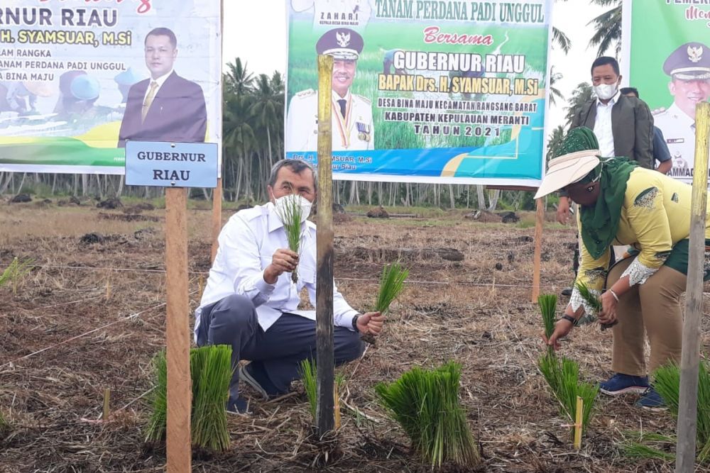 Gubri, H Syamsuar tanam padi perdana di Desa Bina Maju, Kecamatan Rangsang Barat, Kepulauan Meranti