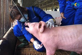 Ilustrasi mengecek hewan ternak dari penyebaran virus flu babi Afrika (foto/int)