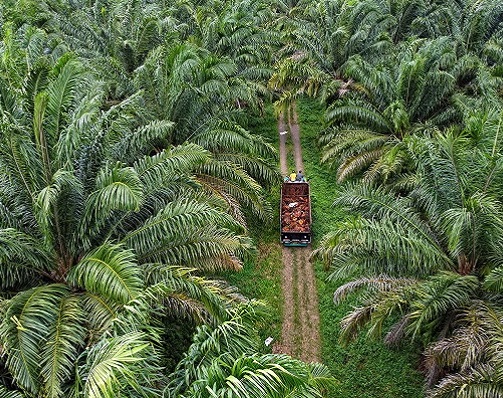 ilustrasi kebun sawit