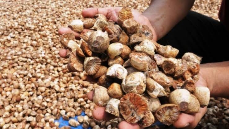 Harga pinang kering di Riau alami kenaikan pekan ini (foto/int)