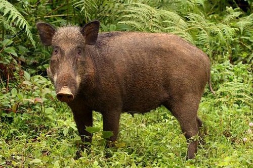 Tripsin babi