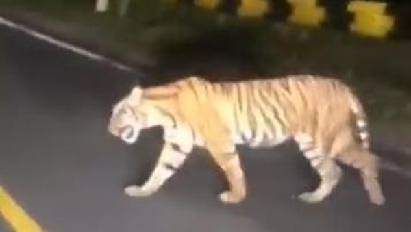 Video kemunculan harimau muncul di TNBBS Lampung (foto/int)