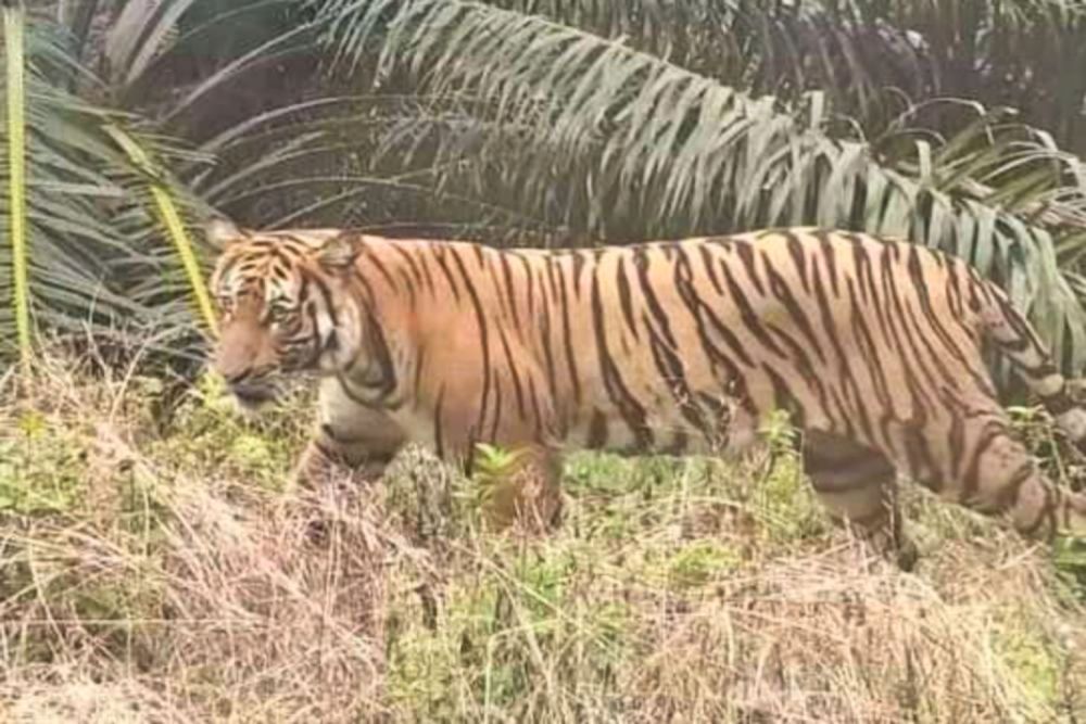 Ilustrasi harimau dilaporkan muncul di jalan lintas Buton, Siak (foto/int)