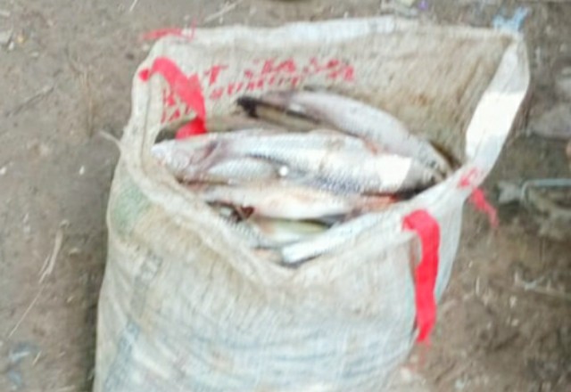 Ikan mati di Sungai Batang Sosah.