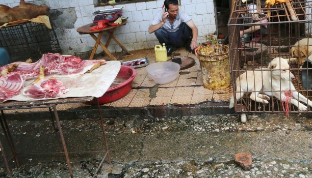 Pasar Wuhan kembali menjual hewan liar untuk dikonsumsi.