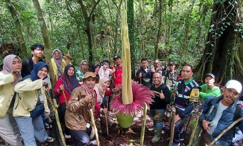 Bunga bangkai setinggi 3 meter di kawasan Hutan Lindung Bukit Tui Padang Panjang.(foto: detik.com)