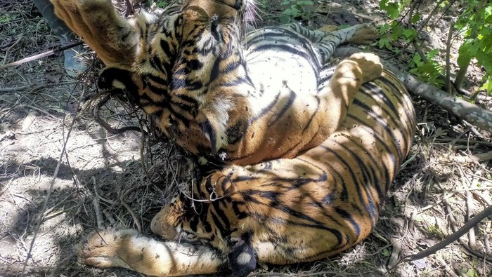 Tiga harimau sumatra mati terkena jerat babi di perkebunan di Aceh. (Ist)