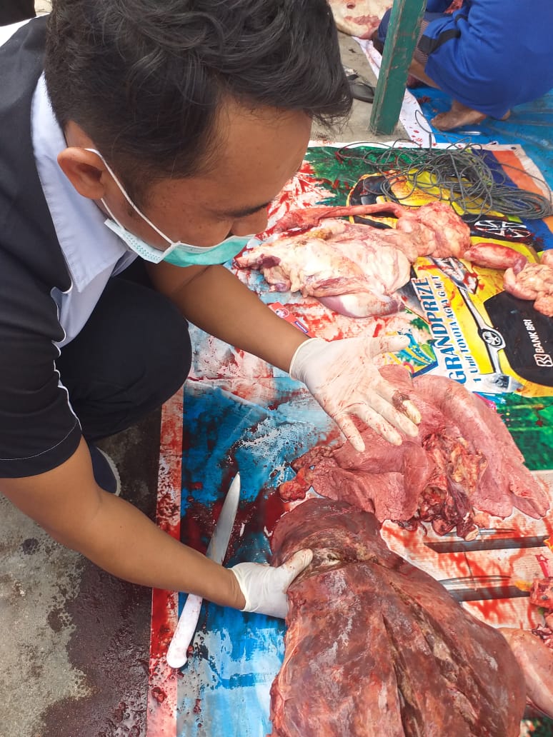 Pemeriksaan Post Mortem pada hewan kurban di Kepulauan Meranti, ditemukan kasus Cacing Hati 