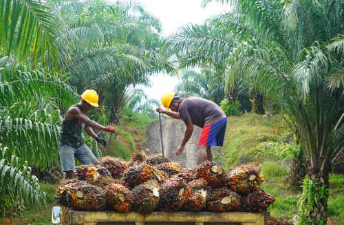 Ilustrasi harga sawit plasma di Riau naik tipis (foto/int)