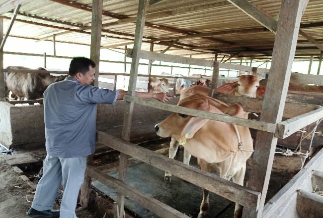 DKPP Dumai mulai mendata dan memeriksa kesehatan hewan kurban Idul Adha di tempat penampungan hewan kurban.