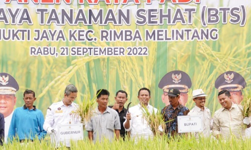 Wabup Rohil H Sulaiman bersama Asisten II Setdaprov Job Kurniawan saat panen raya padi di Kecamatan Rimba Melintang.(foto: afrizal/halloriau.com)