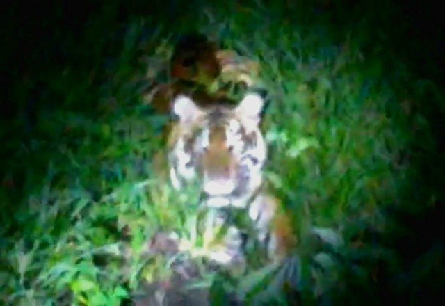 Tangkapan Layar Video seekor harimau di Kampung Teluk Lanud, Sungai Apit, Siak, Riau. Foto: Mediacenterriau