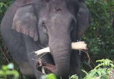 Gajah Sumatera liar. Foto : Antara Riau