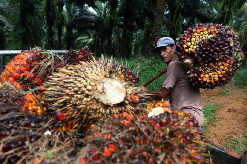 Ilustrasi harga TBS kelapa sawit kemitraan swadaya (foto/int)