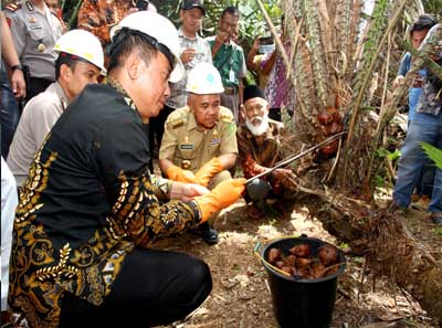  Gubenur Riau dan Bupati Suparman, Panen salak Pusaka khas Rohul saat melihat kebun salah Pusaka di Desa Rambah Muda, Kecamatan Rambah Hilir, untuk panen salak