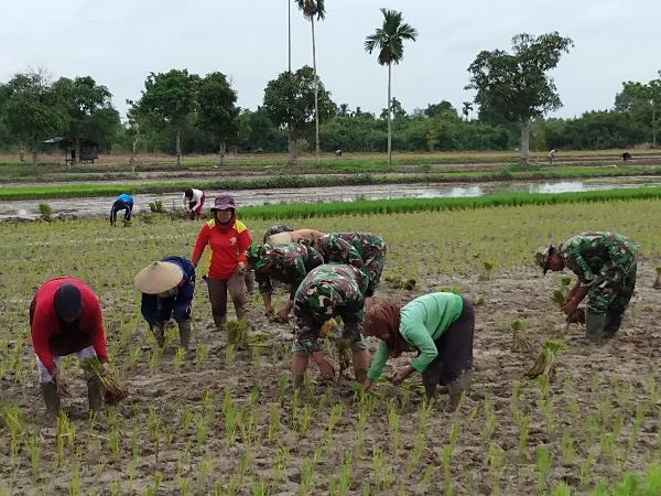 Danramil bersama masyarakat petani menanam padi