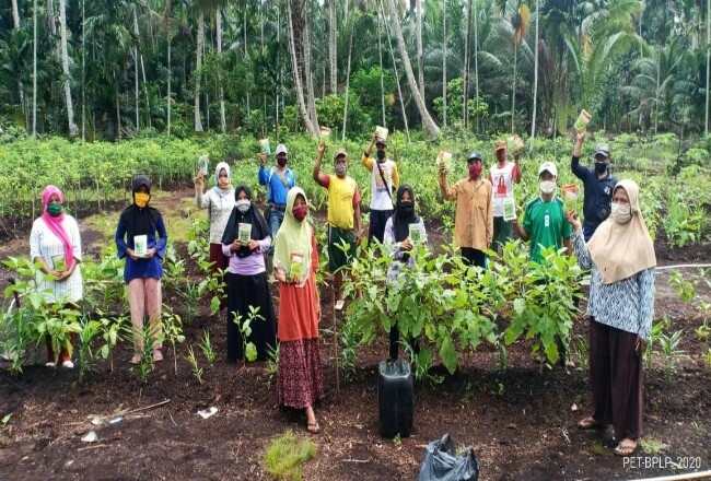 Kelompok tani jahe merah ‘Forum Tani Makmur Mas’ Indragiri Hilir, Riau, binaan PT BPLP, Sinar Mas Agribusiness and Food bersama-sama di lahan penanaman jahe merah.
