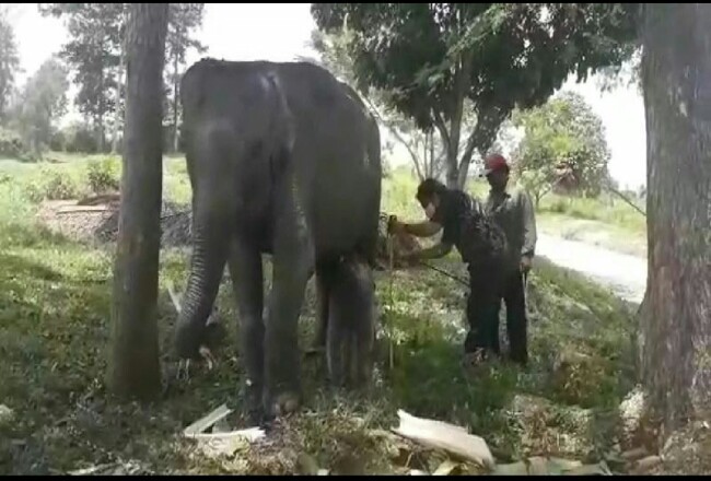 Seekor induk gajah sumatera bernama Nia telah melahirkan di Pusat Latihan Gajah (PLG) Minas, Jumat (18/9/2020). Foto: Riaupos
