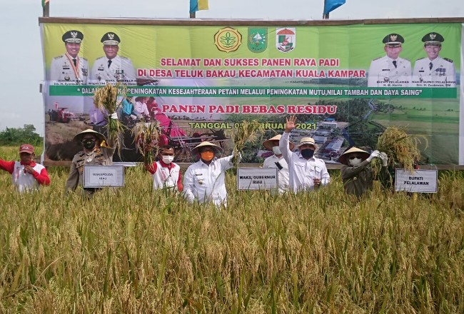 Wagubri Edi Natar didampingi Bupati Pelalawan HM Harris dan Plt Kadis Pertanian, Pangan dan Hortikultura, Ir. Budi Surlani di Kuala Kampar. 