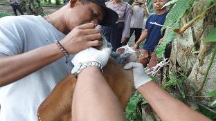 Pemprov Riau masih mendata sapi yang mati terjangkit PMKM untuk diusulkan dapat bantuan pemerintah pusat (foto/ilustrasi)
