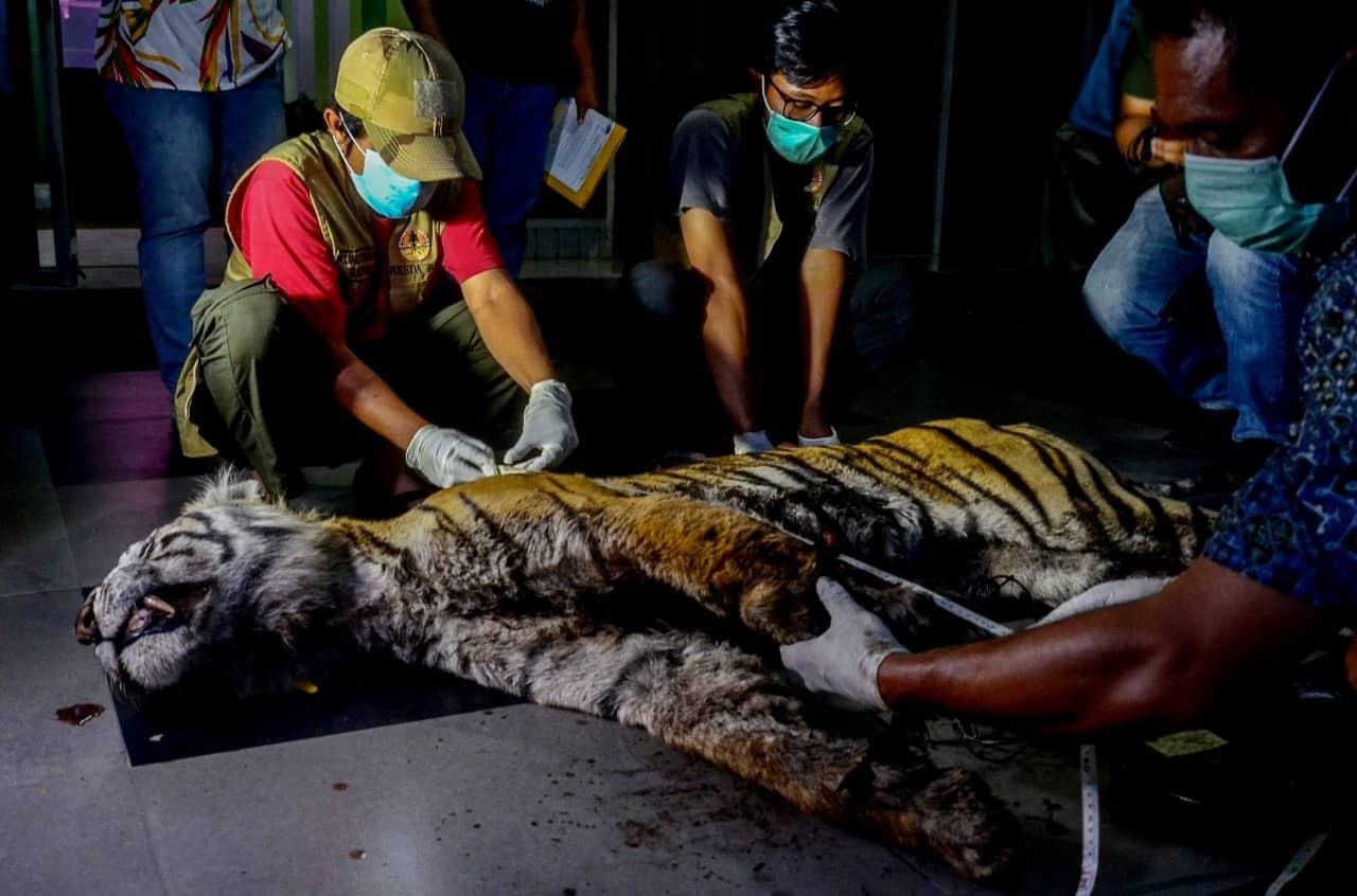 Harimau Sumatera ditemukan mati di Desa Tanjung Leban, Kecamatan Bandar Laksamana, Kabupeten Bengkalis. 