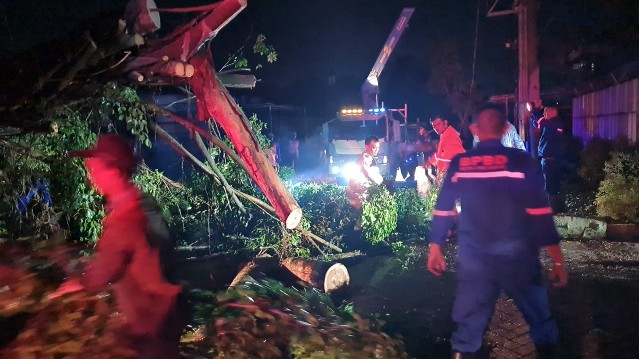 Petugas singkirkan pohon tumbang di Pekanbaru (foto/int)