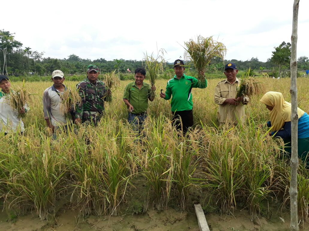  Suasana kegiatan panen padi di Desa Kuntu, Kecamatan Kampar Kiri. Kelompok Tani Danau Topang Kembali berhasil memanen 40 ton padi.IST